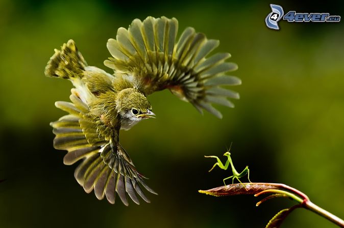 [obrazky.4ever.sk] kolibrik, modlivka zelena 164065