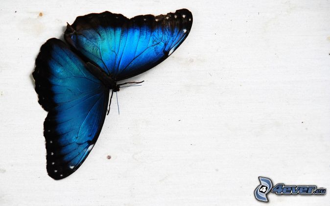 krasny modry motyl