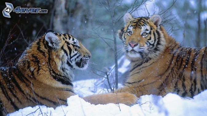 tigre v snehu